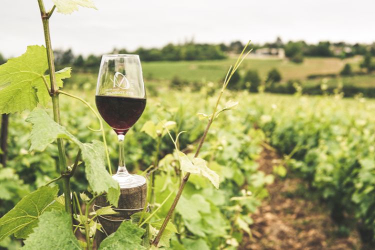 web design for wineries
